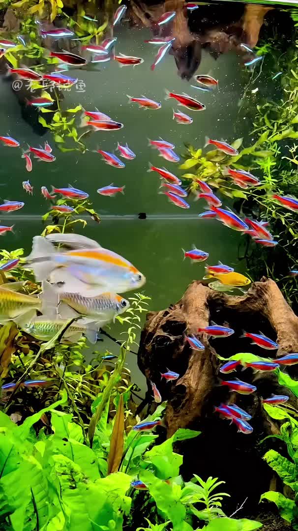 水族箱的魅力 美麗魚，治愈心靈