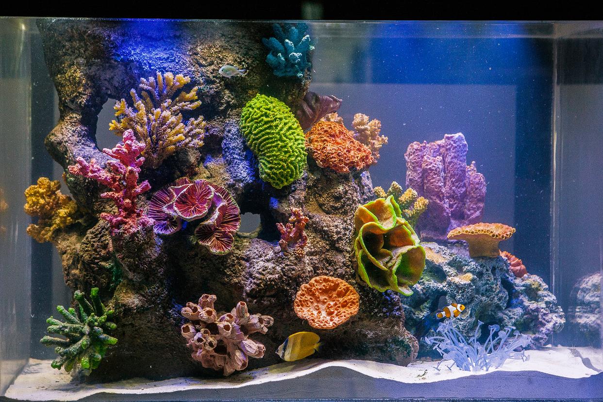 哪些魚最好養？揭秘家庭水族箱的完美居民！