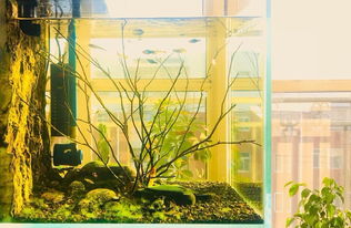 北京水族箱設計、造景與維護全攻略 打造家中的水下藝術