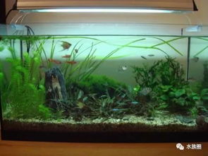 什么是生態水族箱？——揭秘現代水族藝術的生態平衡之道